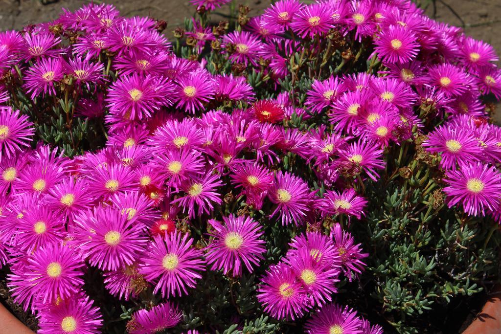 B&B Villa Raineri Giardini-Naxos Buitenkant foto